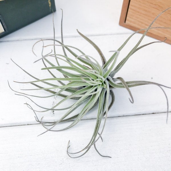 PLANCHU エアプランツ ティランジア ベリッキアーナ Mサイズ 1株 W10×H8cm前後 育て方説明書付き Tillandsia velickiana エアープランツ チランジア