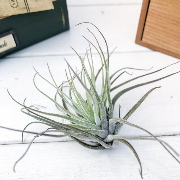 PLANCHU エアプランツ ティランジア ベリッキアーナ Mサイズ 1株 W10×H8cm前後 育て方説明書付き Tillandsia velickiana エアープランツ チランジア