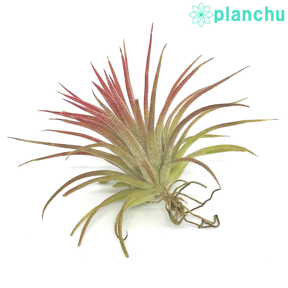 PLANCHU エアプランツ ティランジア イオナンタ メキシコフォーム M