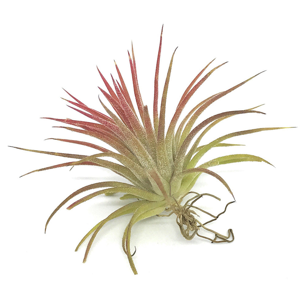 PLANCHU エアプランツ ティランジア イオナンタ メキシコフォーム Mサイズ 1株 W5×H5cm前後 育て方説明書付き Tillandsia ionantha Mexican form エアープランツ チランジア