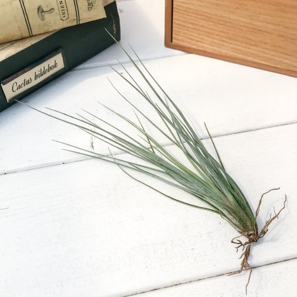 PLANCHU エアプランツ ティランジア カエトフィラ Mサイズ 1株 W8×H15cm前後 育て方説明書付き Tillandsia chaetophylla エアープランツ チランジア