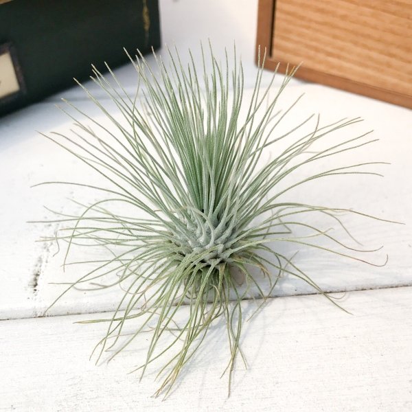 PLANCHU エアプランツ ティランジア フックシー グラシリス Lサイズ 1株 W8×H5cm前後 育て方説明書付き Tillandsia fuchsii forma gracilis グラキリス エアープランツ チランジア