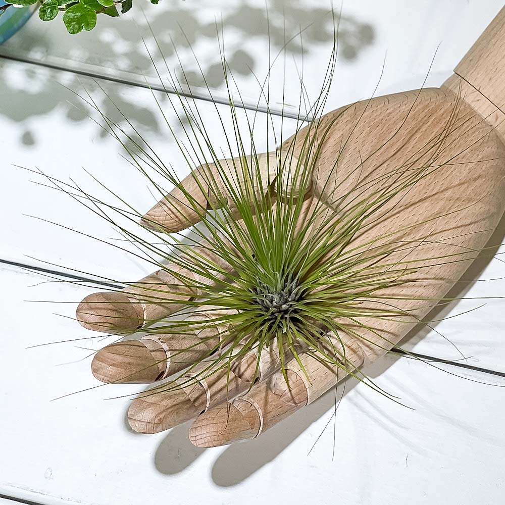 PLANCHU エアプランツ ティランジア フィリフォリア Lサイズ 1株 W25×H16cm前後 育て方説明書付き Tillandsia filifolia エアープランツ チランジア