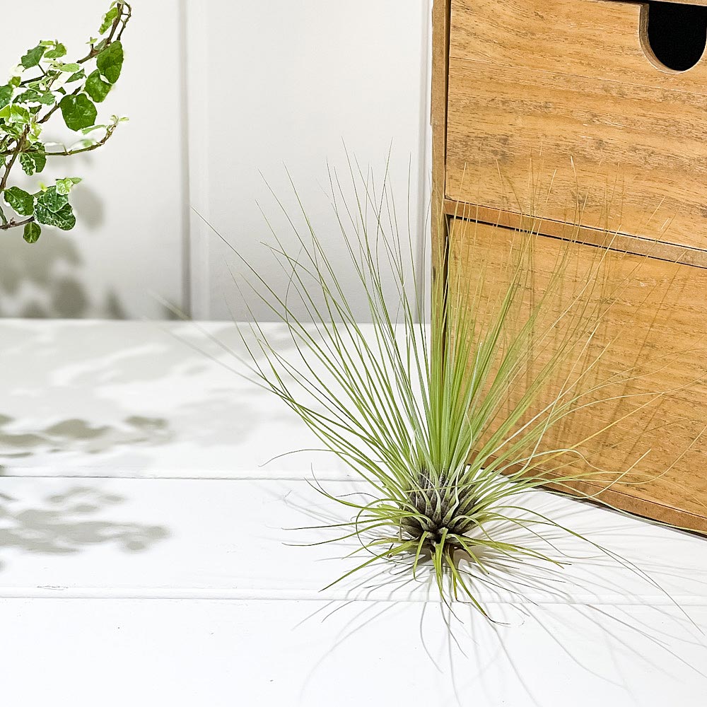 PLANCHU エアプランツ ティランジア フィリフォリア Lサイズ 1株 W25×H16cm前後 育て方説明書付き Tillandsia filifolia エアープランツ チランジア