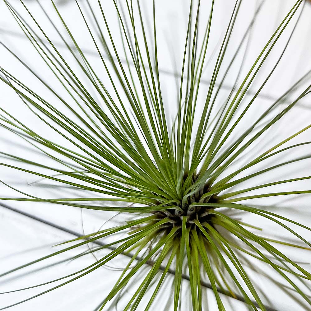 PLANCHU エアプランツ ティランジア フィリフォリア Lサイズ 1株 W25×H16cm前後 育て方説明書付き Tillandsia filifolia エアープランツ チランジア
