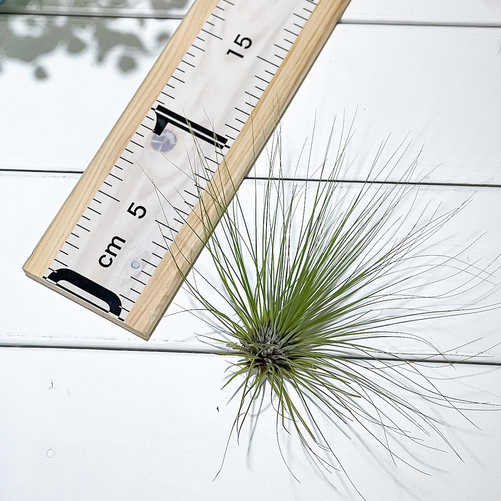 PLANCHU エアプランツ ティランジア フィリフォリア Lサイズ 1株 W25×H16cm前後 育て方説明書付き Tillandsia filifolia エアープランツ チランジア