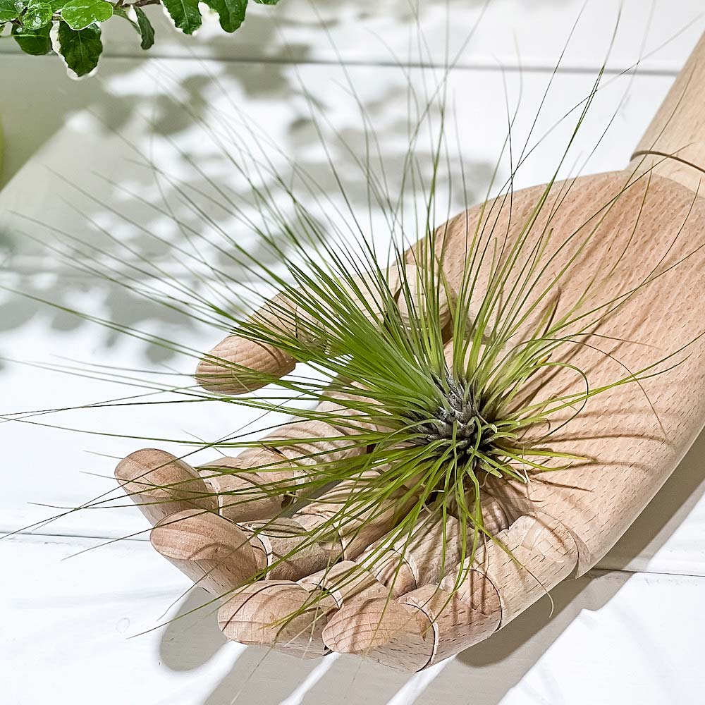 PLANCHU エアプランツ ティランジア フィリフォリア Lサイズ 1株 W25×H16cm前後 育て方説明書付き Tillandsia filifolia エアープランツ チランジア