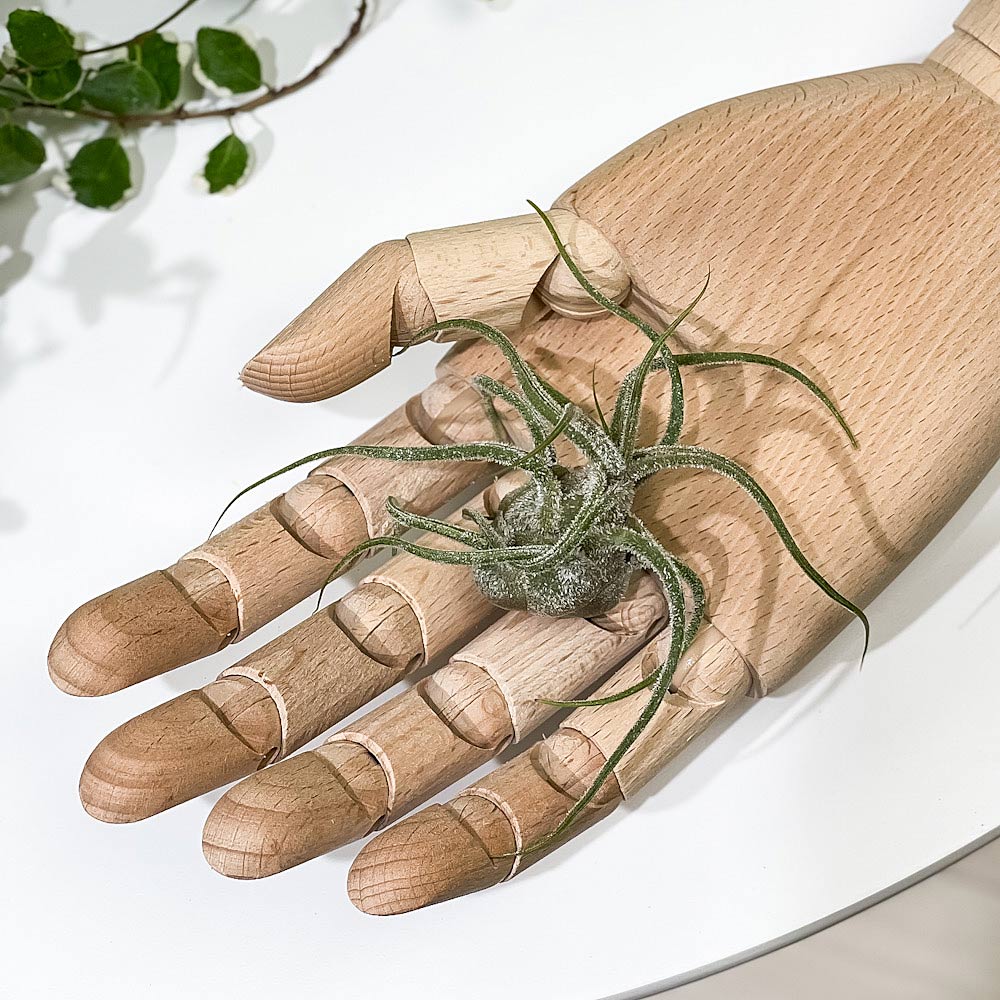 PLANCHU エアプランツ ティランジア プルイノーサ Lサイズ 1株 W6×H6cm前後 育て方説明書付き Tillandsia pruinosa エアープランツ チランジア