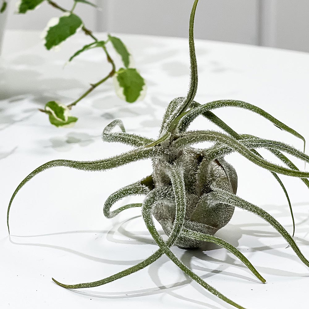 PLANCHU エアプランツ ティランジア プルイノーサ Lサイズ 1株 W6×H6cm前後 育て方説明書付き Tillandsia pruinosa エアープランツ チランジア