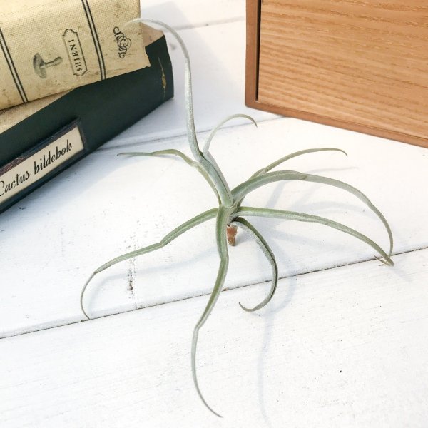 PLANCHU エアプランツ ティランジア ライヘンバッキー 1株 W10×H7cm前後 育て方説明書付き Tillandsia reichenbachii エアープランツ チランジア