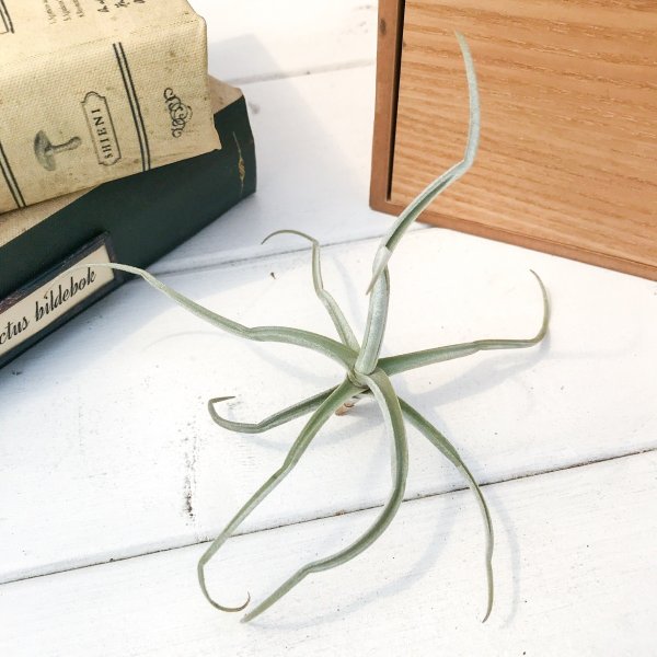 PLANCHU エアプランツ ティランジア ライヘンバッキー 1株 W10×H7cm前後 育て方説明書付き Tillandsia reichenbachii エアープランツ チランジア