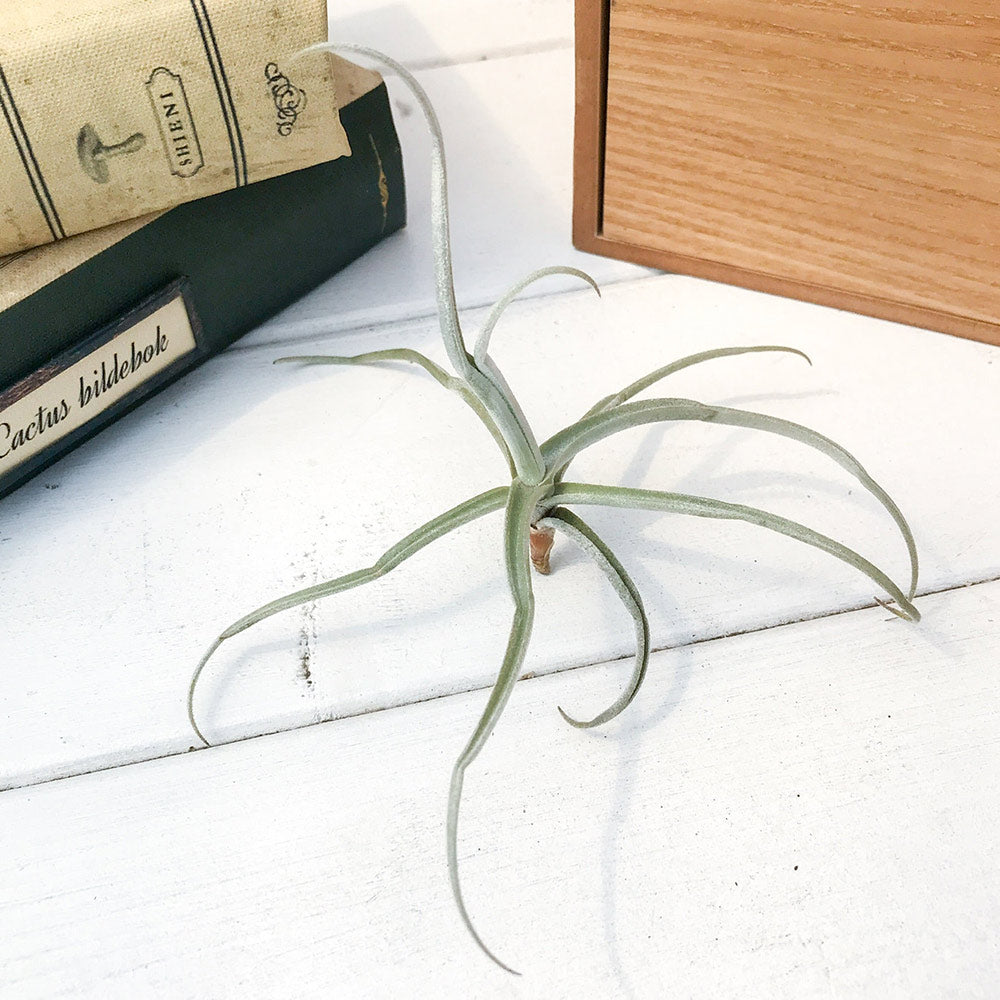 PLANCHU エアプランツ ティランジア ライヘンバッキー 1株 W10×H7cm前後 育て方説明書付き Tillandsia reichenbachii エアープランツ チランジア