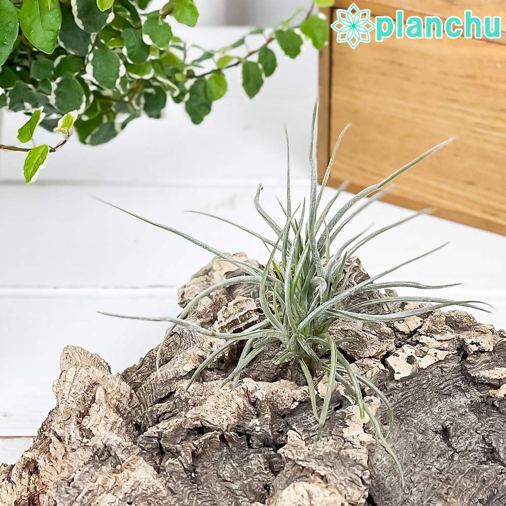 PLANCHU エアプランツ ティランジア レクルバータ 1株 W10×H10cm前後 育て方説明書付き Tillandsia recurvata エアープランツ チランジア