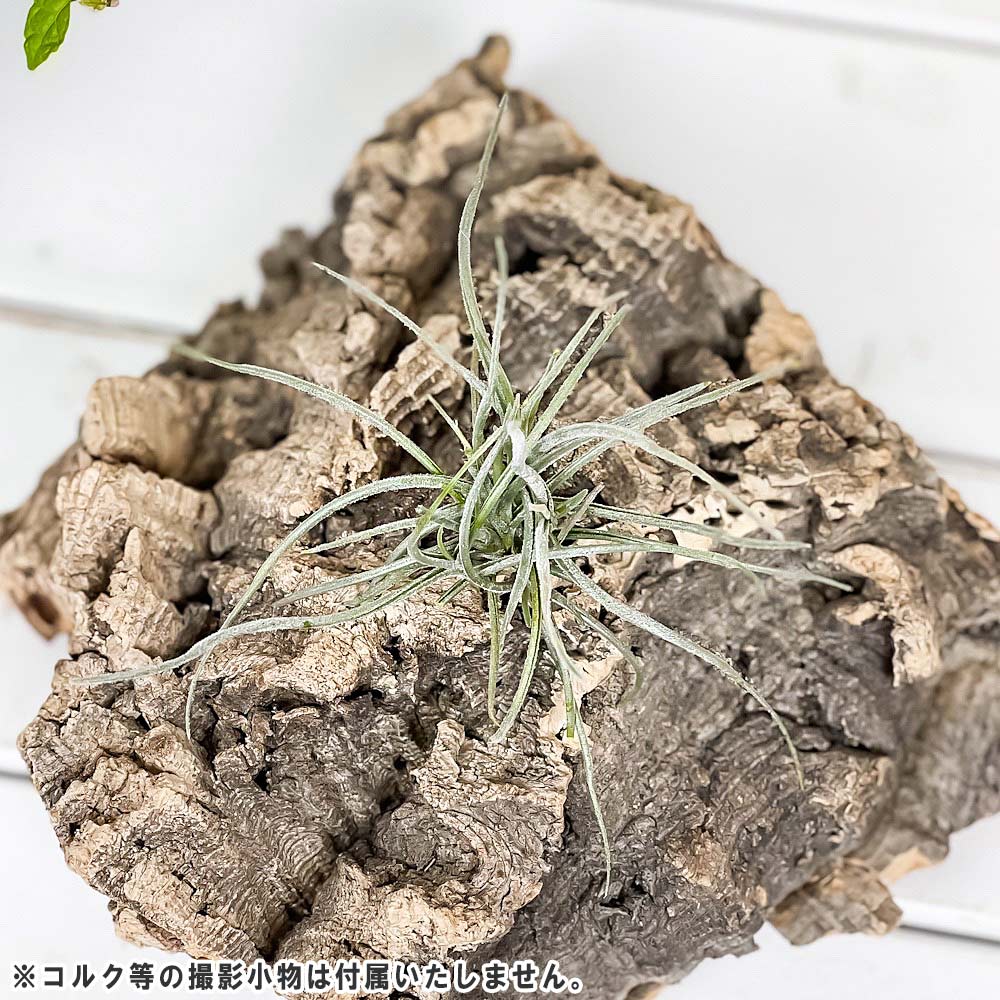 PLANCHU エアプランツ ティランジア レクルバータ 1株 W10×H10cm前後 育て方説明書付き Tillandsia recurvata エアープランツ チランジア