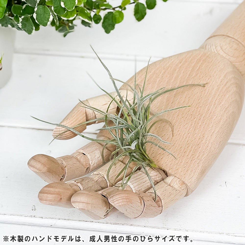 PLANCHU エアプランツ ティランジア レクルバータ 1株 W10×H10cm前後 育て方説明書付き Tillandsia recurvata エアープランツ チランジア