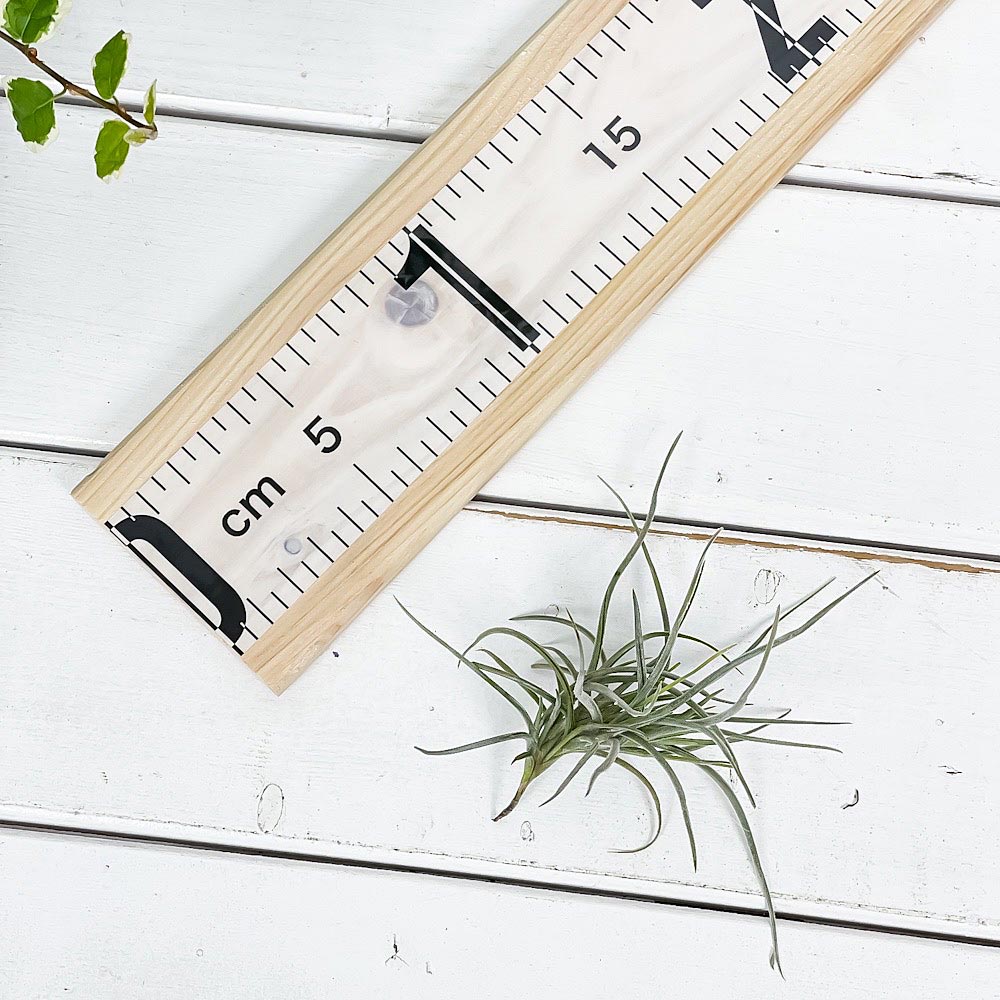 PLANCHU エアプランツ ティランジア レクルバータ 1株 W10×H10cm前後 育て方説明書付き Tillandsia recurvata エアープランツ チランジア