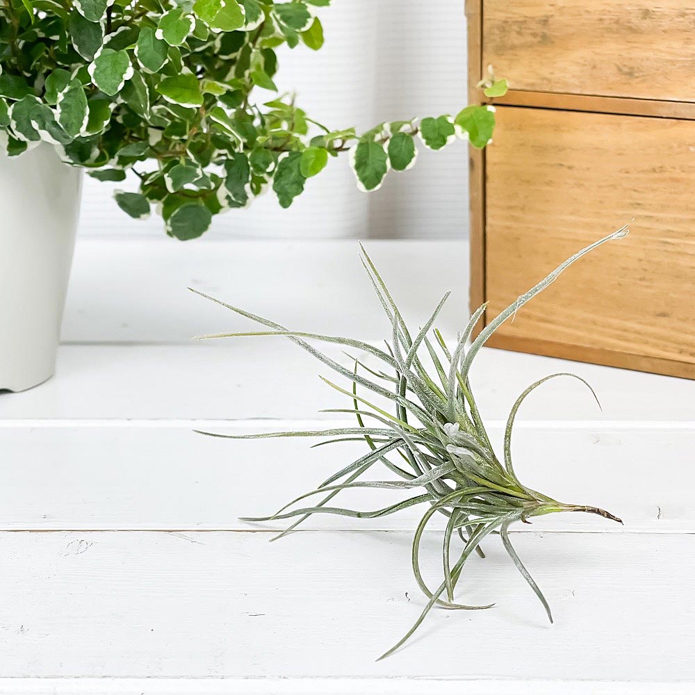 PLANCHU エアプランツ ティランジア レクルバータ 1株 W10×H10cm前後 育て方説明書付き Tillandsia recurvata エアープランツ チランジア