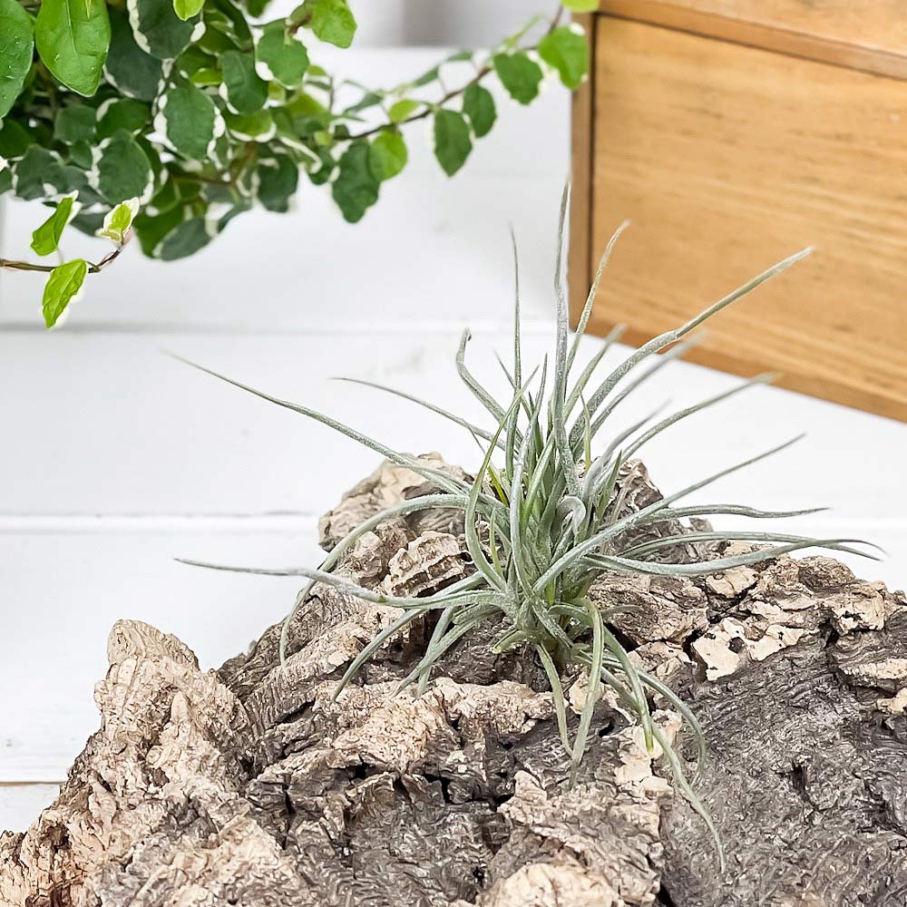 PLANCHU エアプランツ ティランジア レクルバータ 1株 W10×H10cm前後 育て方説明書付き Tillandsia recurvata エアープランツ チランジア