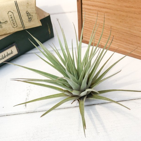 PLANCHU エアプランツ ティランジア エスピノーサ 1株 W9×H7cm前後 育て方説明書付き Tillandsia espinosae エアープランツ チランジア フリーセア