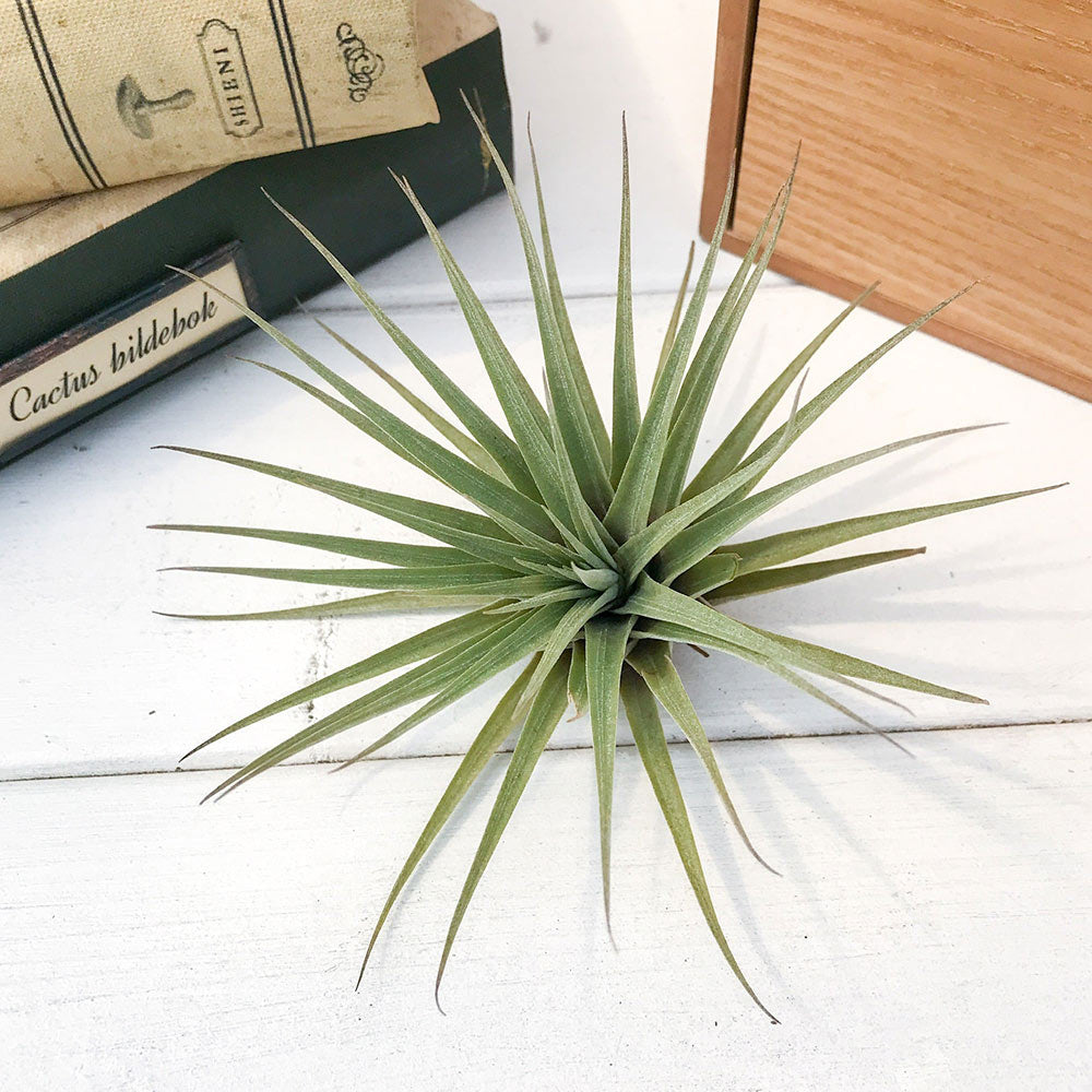 PLANCHU エアプランツ ティランジア エスピノーサ 1株 W9×H7cm前後 育て方説明書付き Tillandsia espinosae エアープランツ チランジア フリーセア