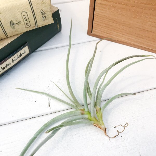 PLANCHU エアプランツ ティランジア カリギノーサ 1株 W20×H8cm前後 育て方説明書付き Tillandsia caliginosa エアープランツ チランジア
