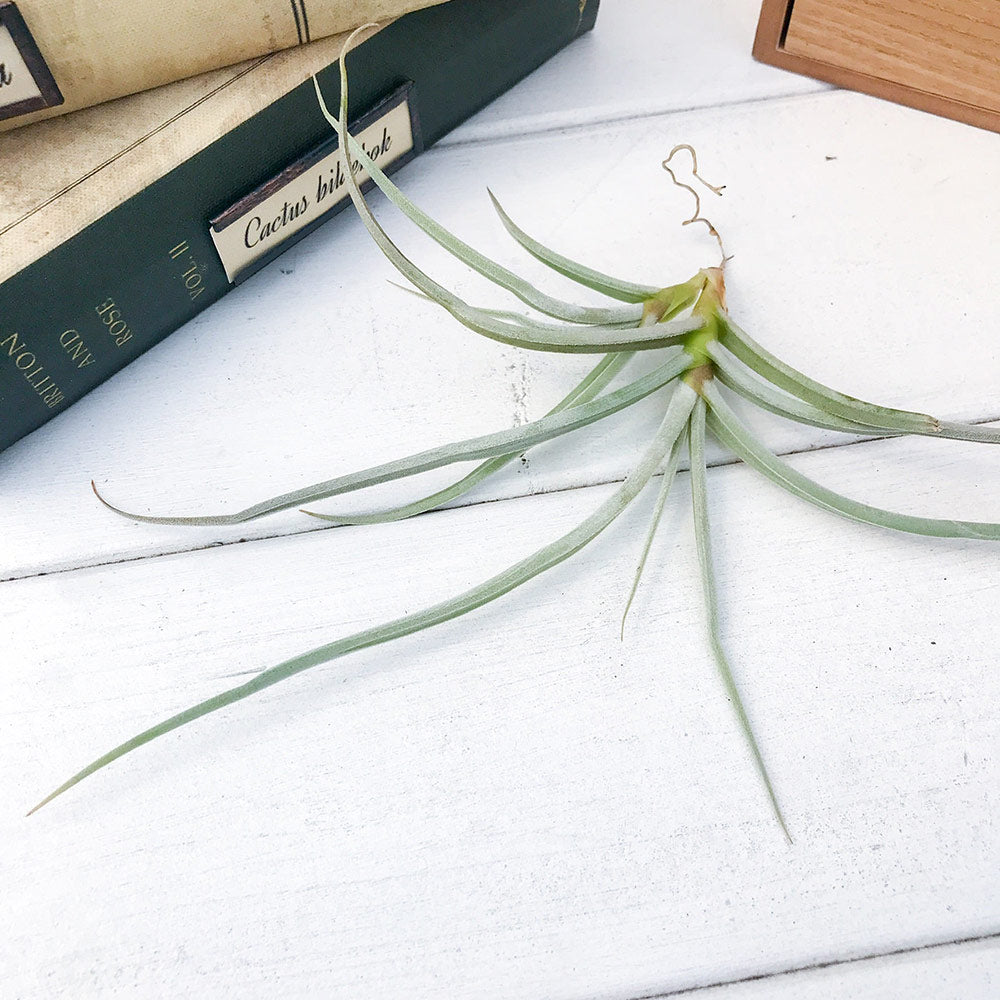 PLANCHU エアプランツ ティランジア カリギノーサ 1株 W20×H8cm前後 育て方説明書付き Tillandsia caliginosa エアープランツ チランジア