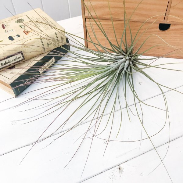 PLANCHU エアプランツ ティランジア ジュンセア Lサイズ 1株 W17×H28cm前後 育て方説明書付き Tillandsia juncea エアープランツ チランジア