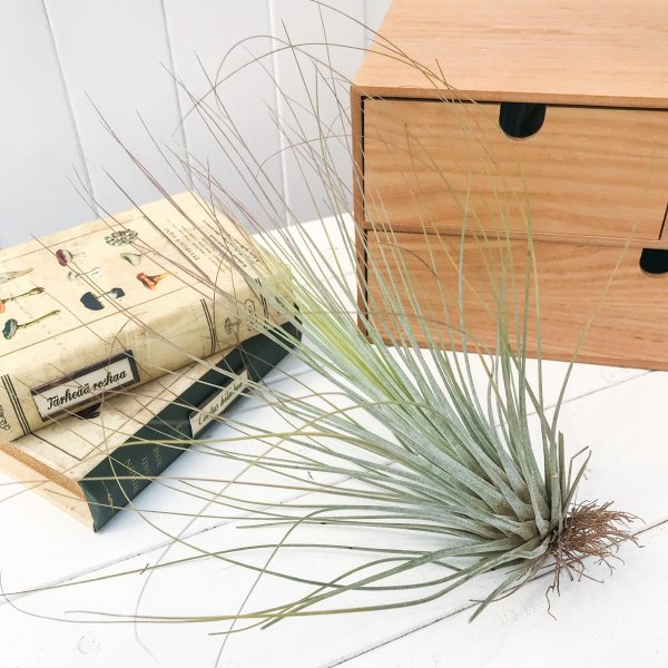 PLANCHU エアプランツ ティランジア ジュンセア Lサイズ 1株 W17×H28cm前後 育て方説明書付き Tillandsia juncea エアープランツ チランジア