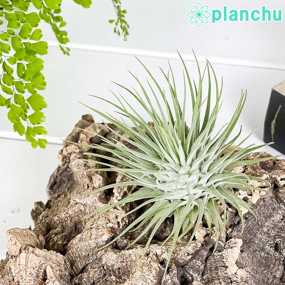 PLANCHU エアプランツ ティランジア フックシーフックシー 1株 W8×H6cm前後 育て方説明書付き Tillandsia fuchsii var. fuchsii エアープランツ チランジア