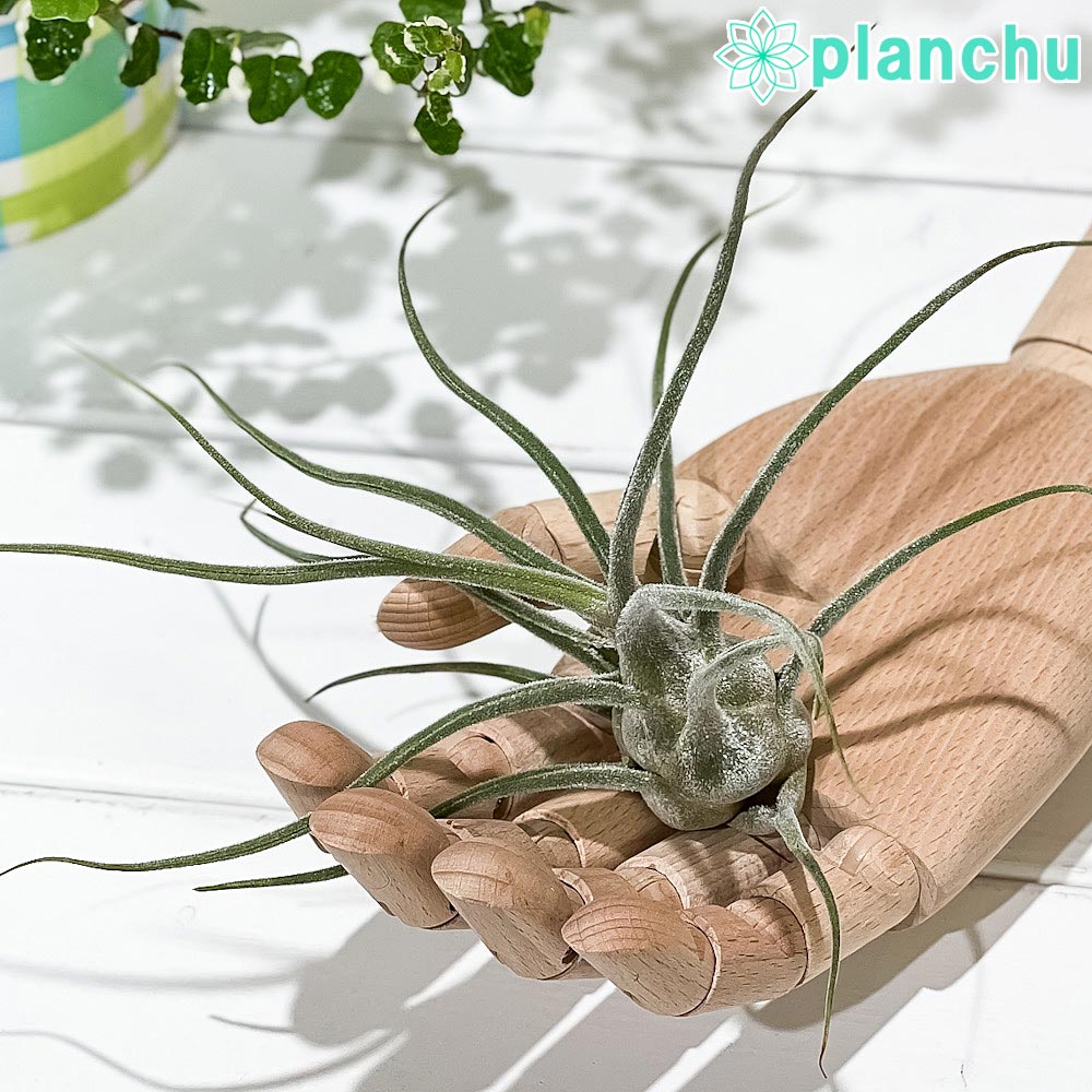 PLANCHU エアプランツ ティランジア プルイノーサ コロンビアフォーム 1株 W15×H15cm前後 育て方説明書付き Tillandsia pruinosa Colombia Form エアープランツ チランジア