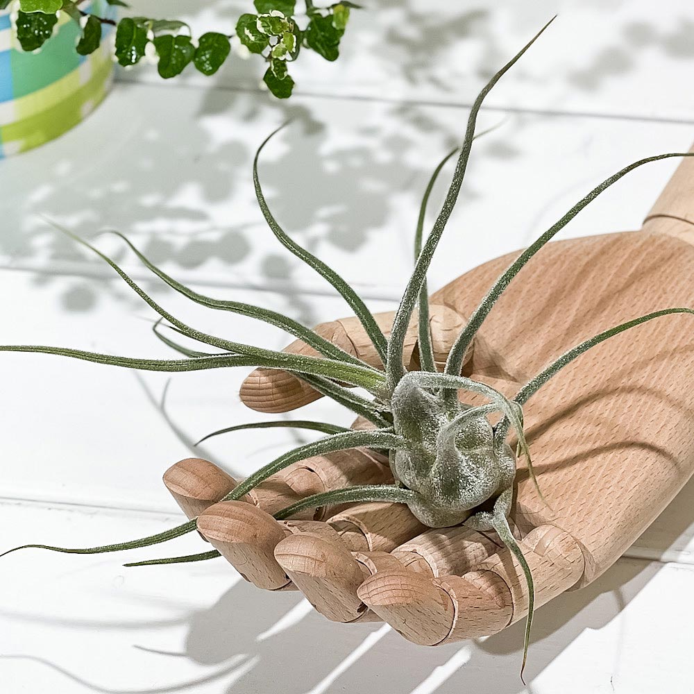 PLANCHU エアプランツ ティランジア プルイノーサ コロンビアフォーム 1株 W15×H15cm前後 育て方説明書付き Tillandsia pruinosa Colombia Form エアープランツ チランジア