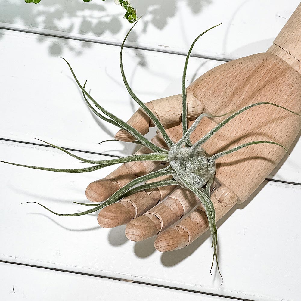 PLANCHU エアプランツ ティランジア プルイノーサ コロンビアフォーム 1株 W15×H15cm前後 育て方説明書付き Tillandsia pruinosa Colombia Form エアープランツ チランジア