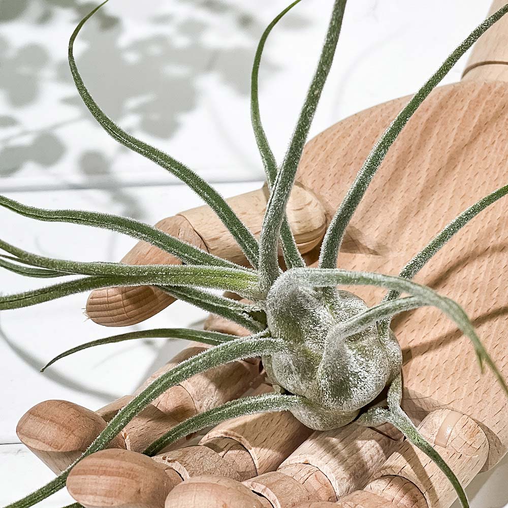 PLANCHU エアプランツ ティランジア プルイノーサ コロンビアフォーム 1株 W15×H15cm前後 育て方説明書付き Tillandsia pruinosa Colombia Form エアープランツ チランジア