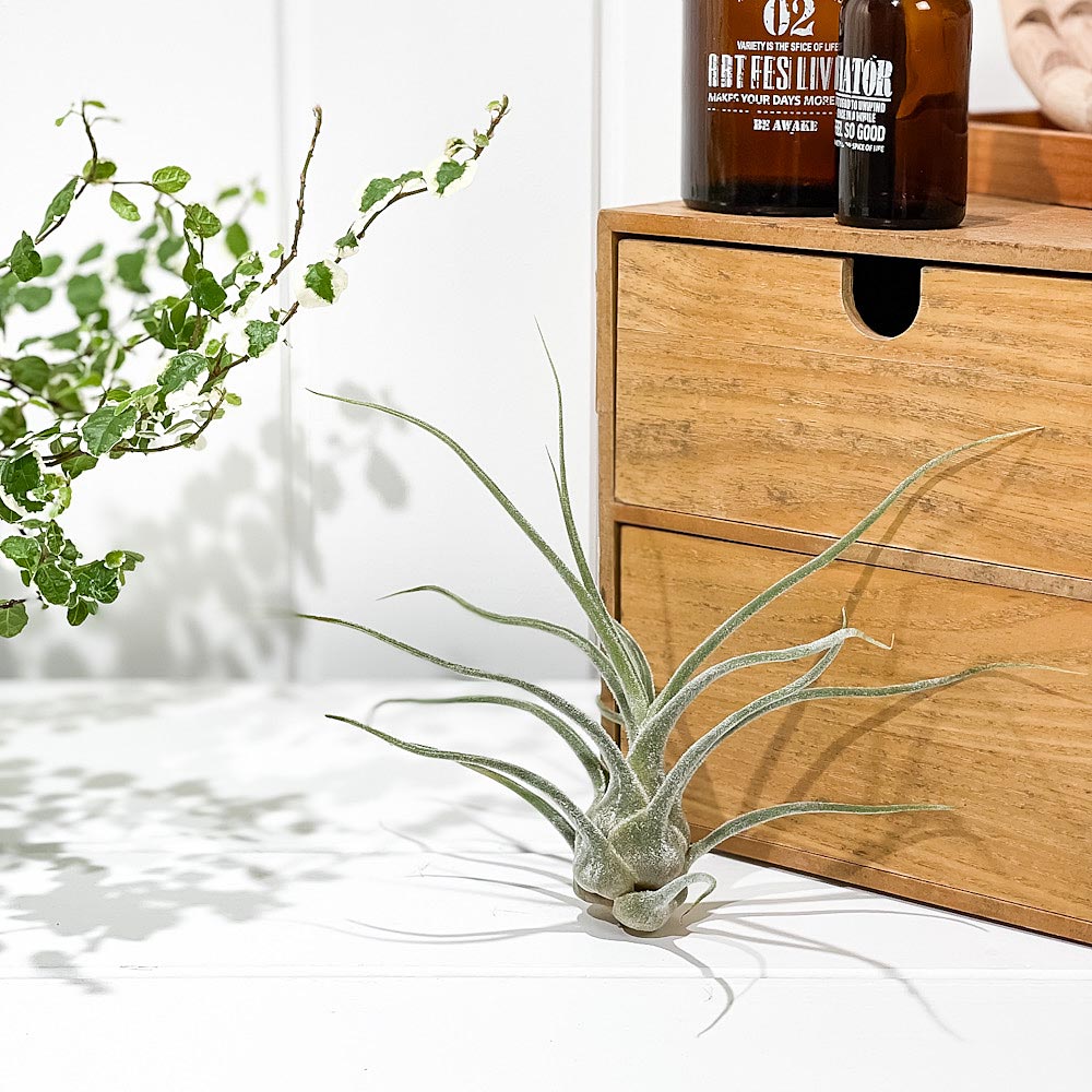 PLANCHU エアプランツ ティランジア プルイノーサ コロンビアフォーム 1株 W15×H15cm前後 育て方説明書付き Tillandsia pruinosa Colombia Form エアープランツ チランジア