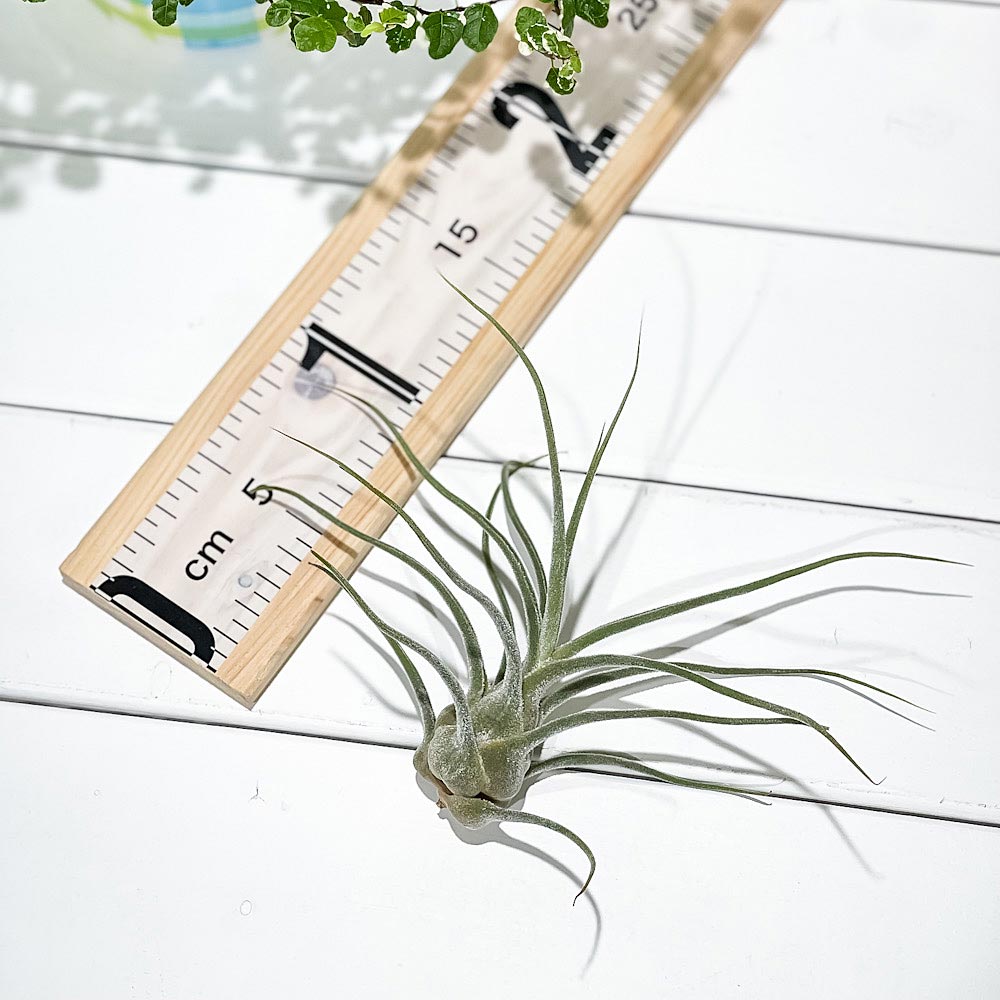 PLANCHU エアプランツ ティランジア プルイノーサ コロンビアフォーム 1株 W15×H15cm前後 育て方説明書付き Tillandsia pruinosa Colombia Form エアープランツ チランジア