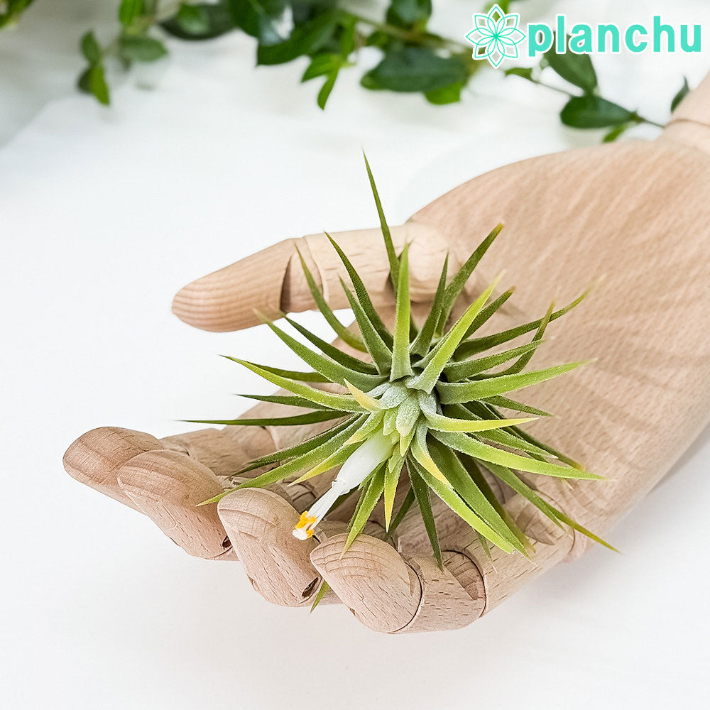 PLANCHU エアプランツ ティランジア イオナンタ アルビノ Mサイズ 1株 W6×H7cm前後 育て方説明書付き Tillandsia ionantha ‘Albino’ エアープランツ チランジア
