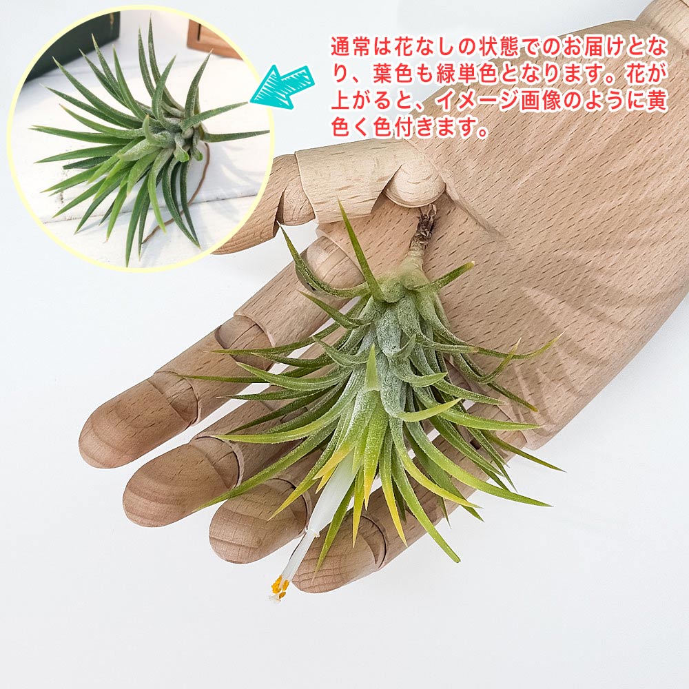 PLANCHU エアプランツ ティランジア イオナンタ アルビノ Mサイズ 1株 W6×H7cm前後 育て方説明書付き Tillandsia ionantha ‘Albino’ エアープランツ チランジア