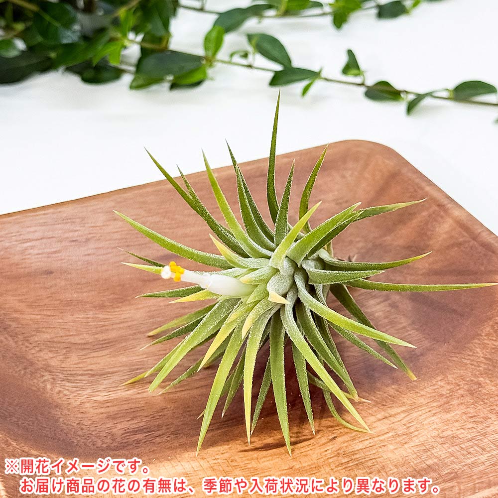 PLANCHU エアプランツ ティランジア イオナンタ アルビノ Mサイズ 1株 W6×H7cm前後 育て方説明書付き Tillandsia ionantha ‘Albino’ エアープランツ チランジア