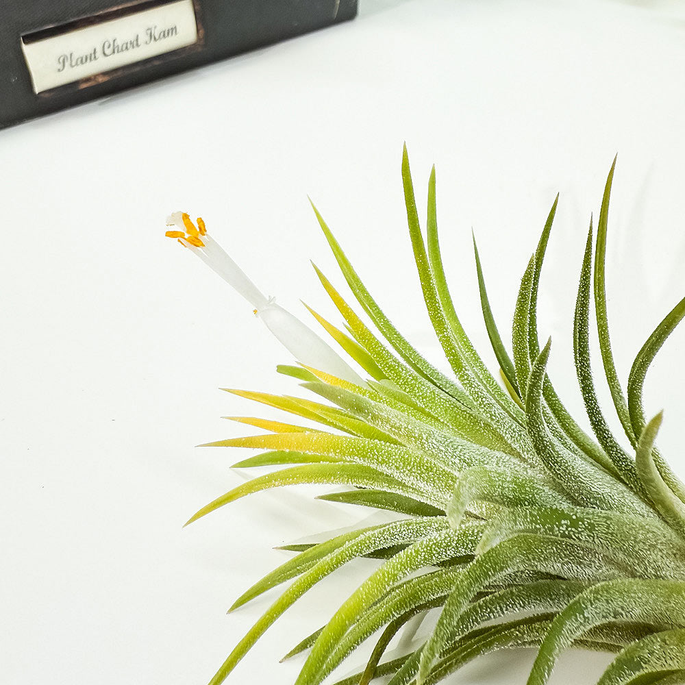 PLANCHU エアプランツ ティランジア イオナンタ アルビノ Mサイズ 1株 W6×H7cm前後 育て方説明書付き Tillandsia ionantha ‘Albino’ エアープランツ チランジア