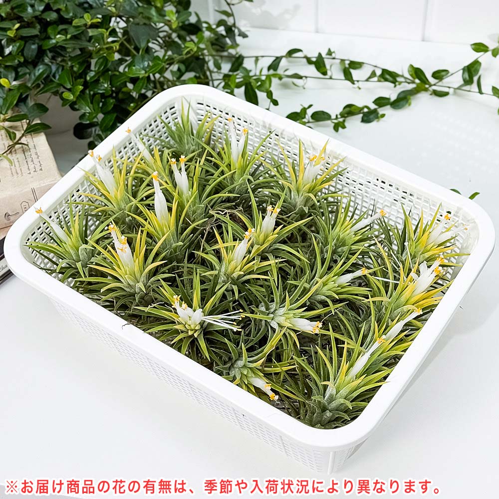 PLANCHU エアプランツ ティランジア イオナンタ アルビノ Mサイズ 1株 W6×H7cm前後 育て方説明書付き Tillandsia ionantha ‘Albino’ エアープランツ チランジア