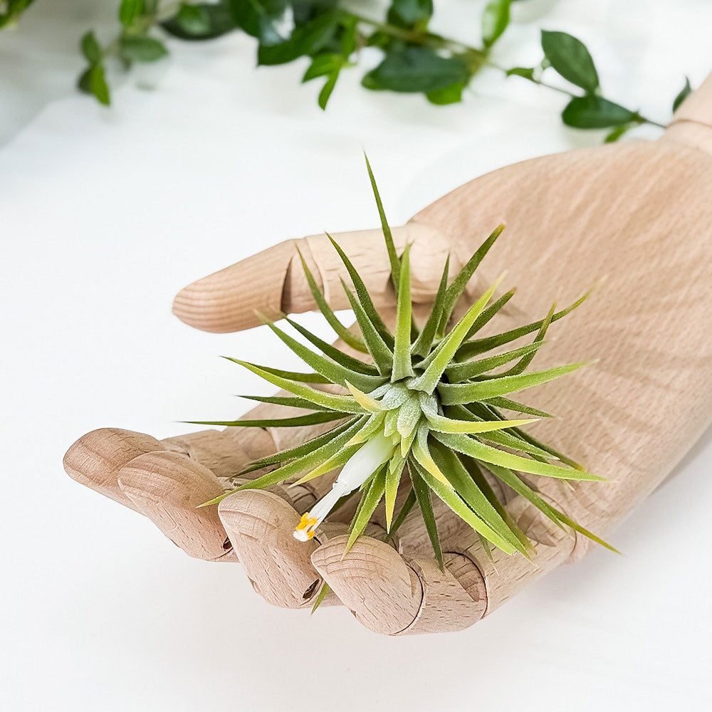 PLANCHU エアプランツ ティランジア イオナンタ アルビノ Mサイズ 1株 W6×H7cm前後 育て方説明書付き Tillandsia ionantha ‘Albino’ エアープランツ チランジア