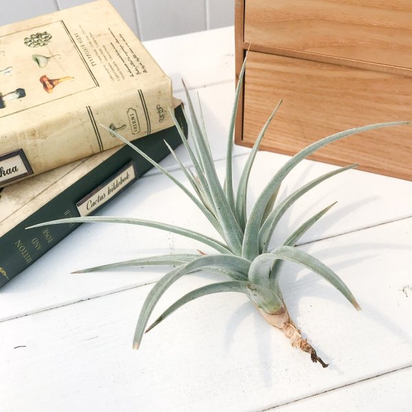 PLANCHU エアプランツ ティランジア イキシオイデス 1株 W14×H13cm前後 育て方説明書付き Tillandsia ixioides エアープランツ チランジア