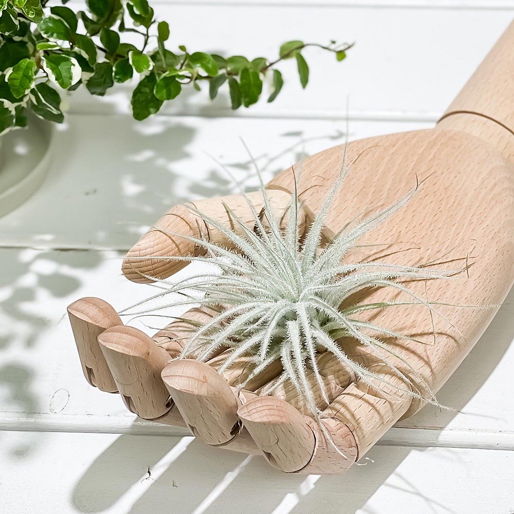 PLANCHU エアプランツ ティランジア テクトルム スモールフォーム 1株 W10×H6cm前後 育て方説明書付き Tillandsia tectorum ‘Small’ テクトラム エアープランツ チランジア