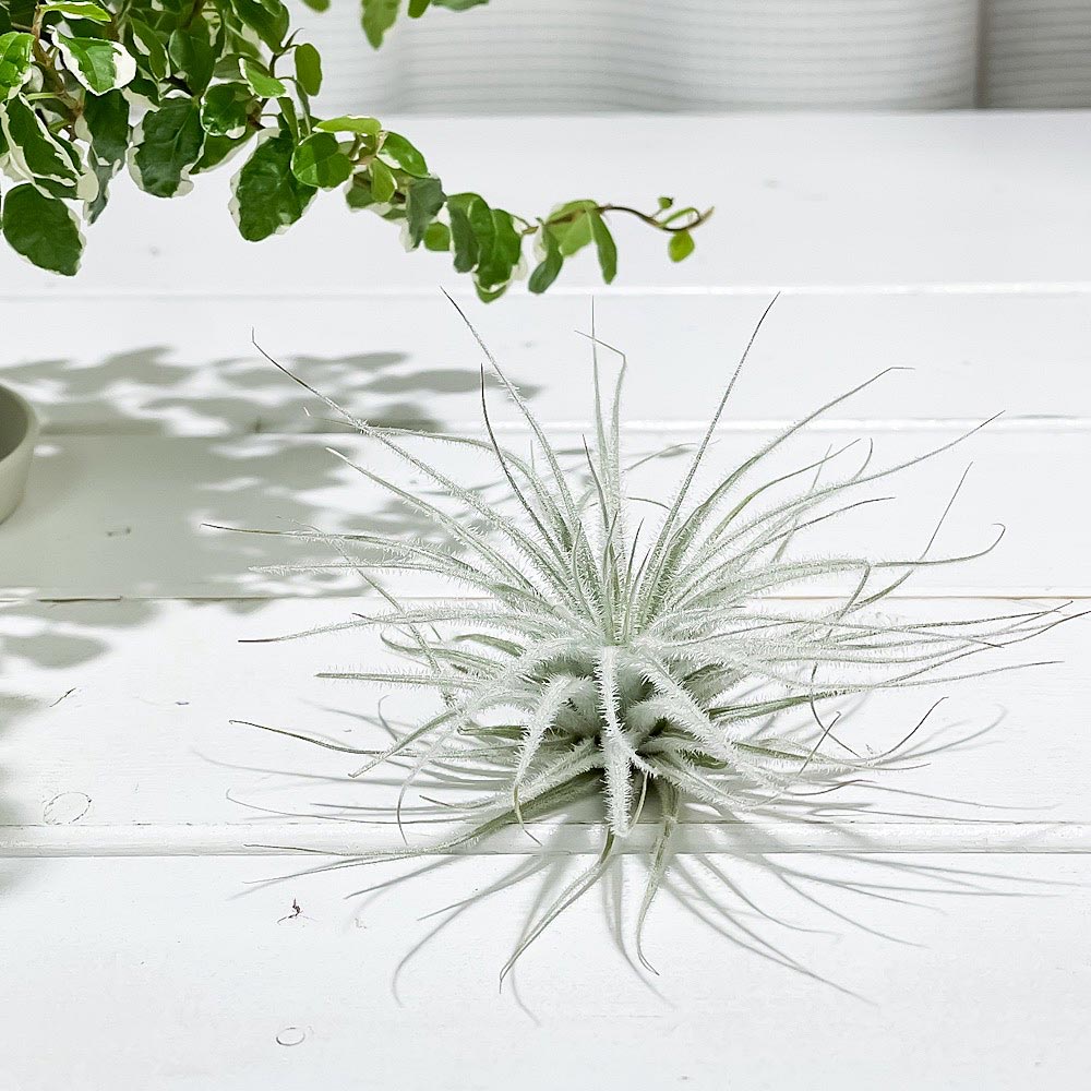 PLANCHU エアプランツ ティランジア テクトルム スモールフォーム 1株 W10×H6cm前後 育て方説明書付き Tillandsia tectorum ‘Small’ テクトラム エアープランツ チランジア