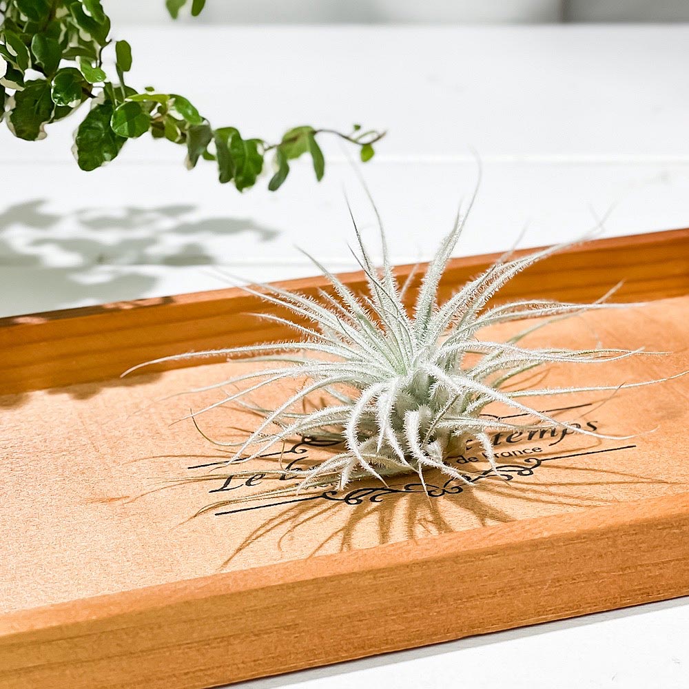 PLANCHU エアプランツ ティランジア テクトルム スモールフォーム 1株 W10×H6cm前後 育て方説明書付き Tillandsia tectorum ‘Small’ テクトラム エアープランツ チランジア