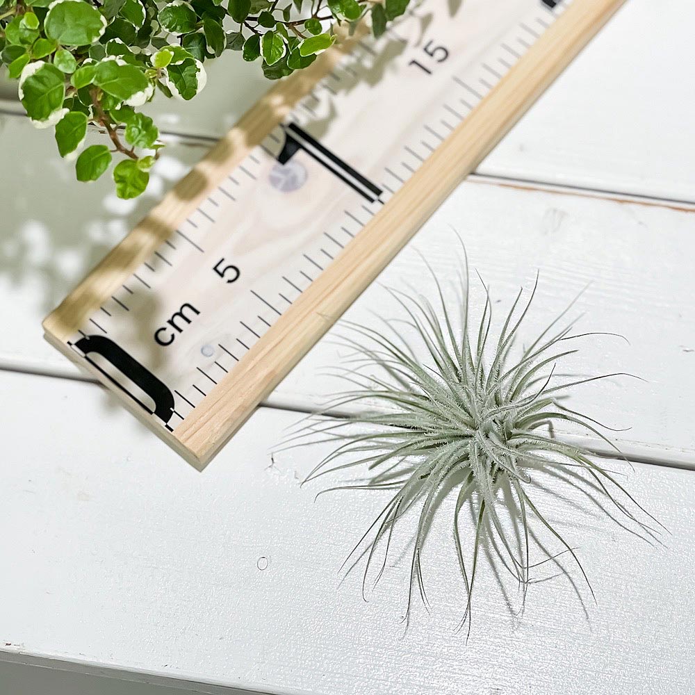 PLANCHU エアプランツ ティランジア テクトルム スモールフォーム 1株 W10×H6cm前後 育て方説明書付き Tillandsia tectorum ‘Small’ テクトラム エアープランツ チランジア
