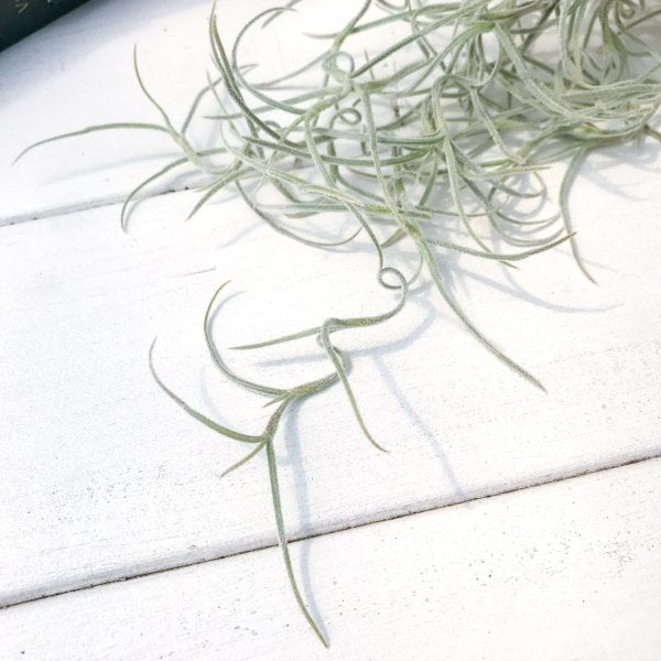 PLANCHU エアプランツ ティランジア ウスネオイデス 太葉 Lサイズ 1束 W12×H50cm前後 育て方説明書付き Tillandsia usneoides エアープランツ チランジア