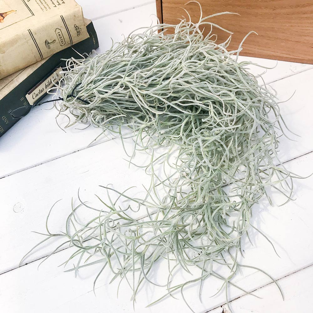 PLANCHU エアプランツ ティランジア ウスネオイデス 太葉 Lサイズ 1束 W12×H50cm前後 育て方説明書付き Tillandsia usneoides エアープランツ チランジア