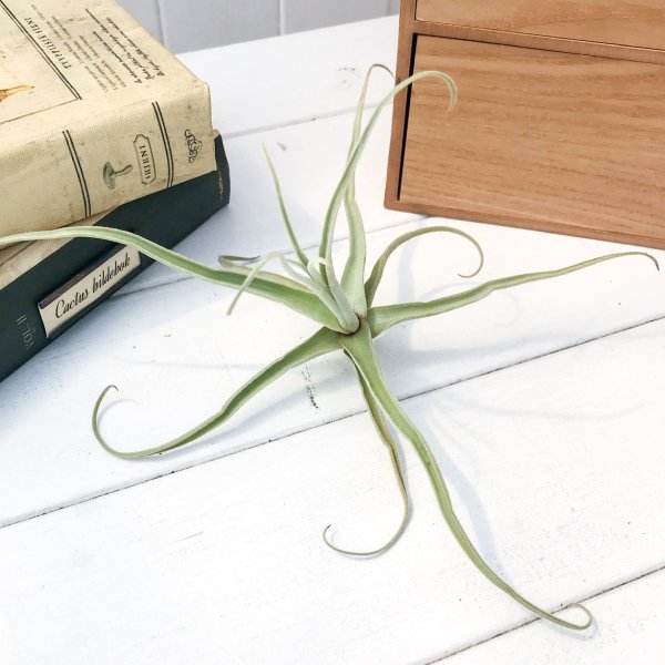 PLANCHU エアプランツ ティランジア ストレプトカルパ スペシャル 1株 W20×H15cm前後 育て方説明書付き Tillandsia streptocarpa エアープランツ チランジア