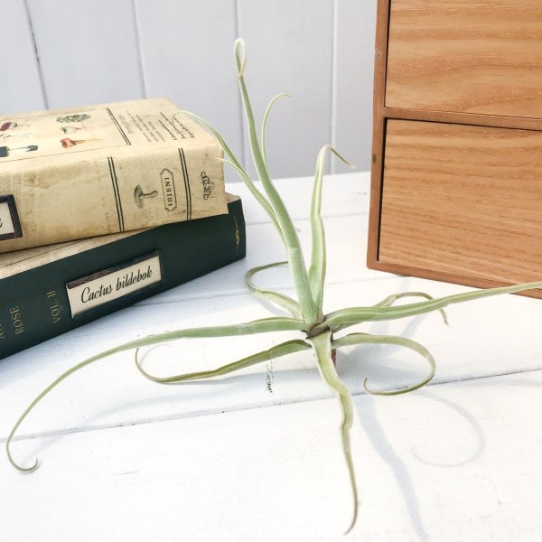 PLANCHU エアプランツ ティランジア ストレプトカルパ スペシャル 1株 W20×H15cm前後 育て方説明書付き Tillandsia streptocarpa エアープランツ チランジア